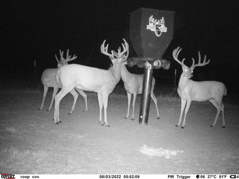 240 Acre Hunting Property with Home : Olney : Young County : Texas