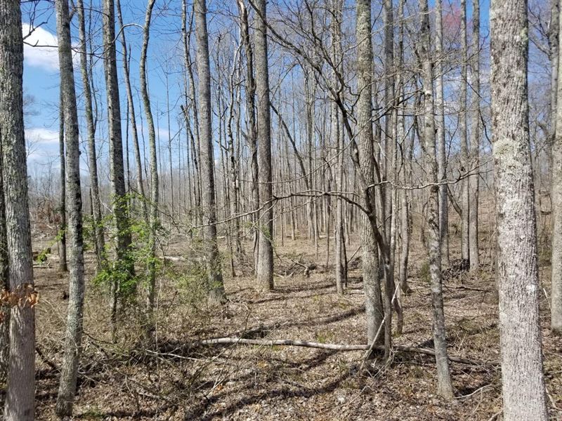 5 Acres Unrestricted with Cree : Tracy City : Grundy County : Tennessee