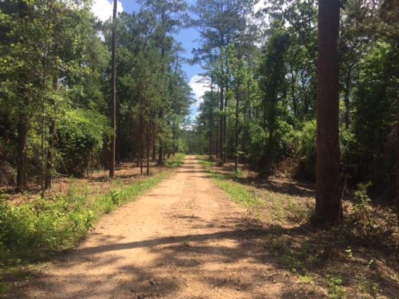 Timber Land, Hunting Land for Sale : McComb : Pike County : Mississippi