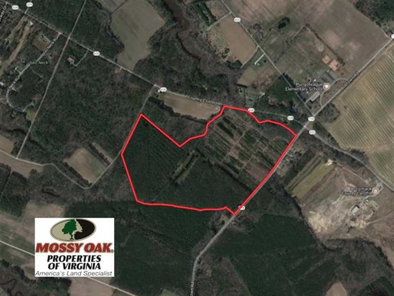 Under Contract, 103 Acres of Hunt : Melfa : Accomack County : Virginia