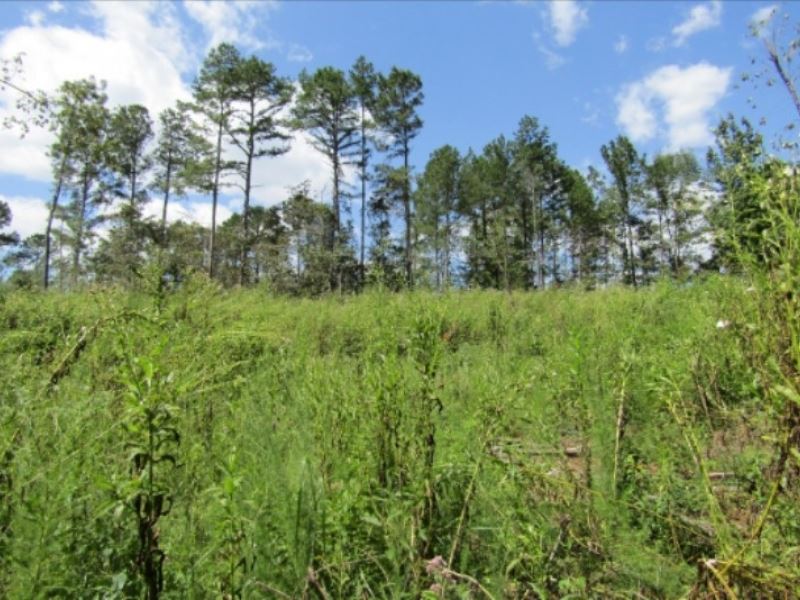 81 Acres in Holmes County : Durant : Holmes County : Mississippi