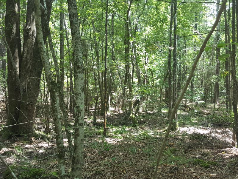 Cheap Land For House Or Recreation Land for Sale in Swainsboro