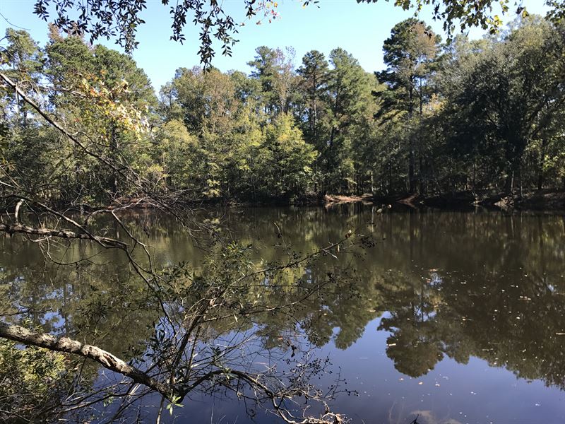 Big Hill Timber 1 : Sylvania : Screven County : Georgia