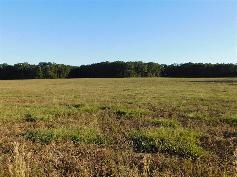 30 Acres Of Open Land : O Brien : Suwannee County : Florida
