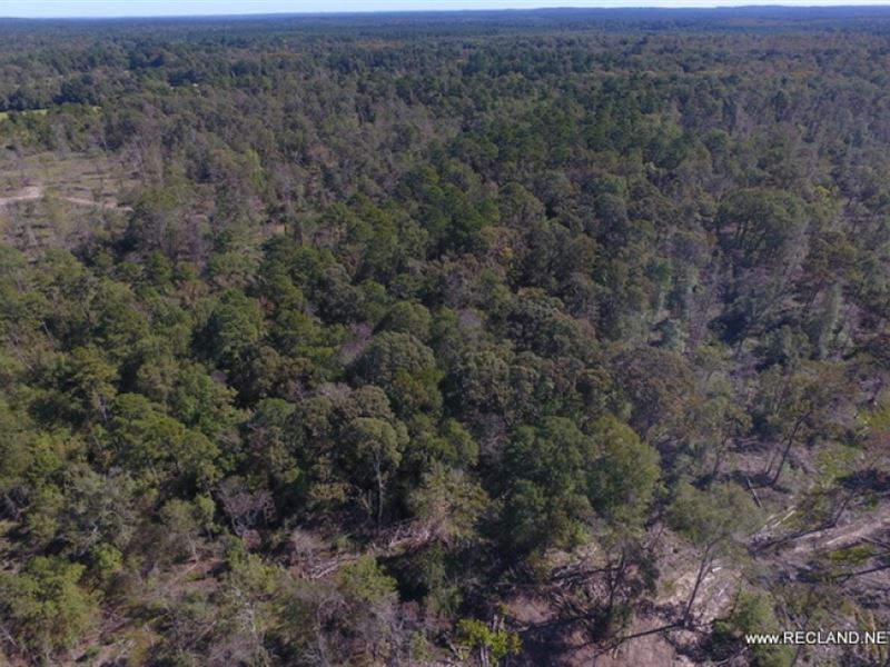 12 Ac - Wooded Tract for Home Site : Jasper : Jasper County : Texas