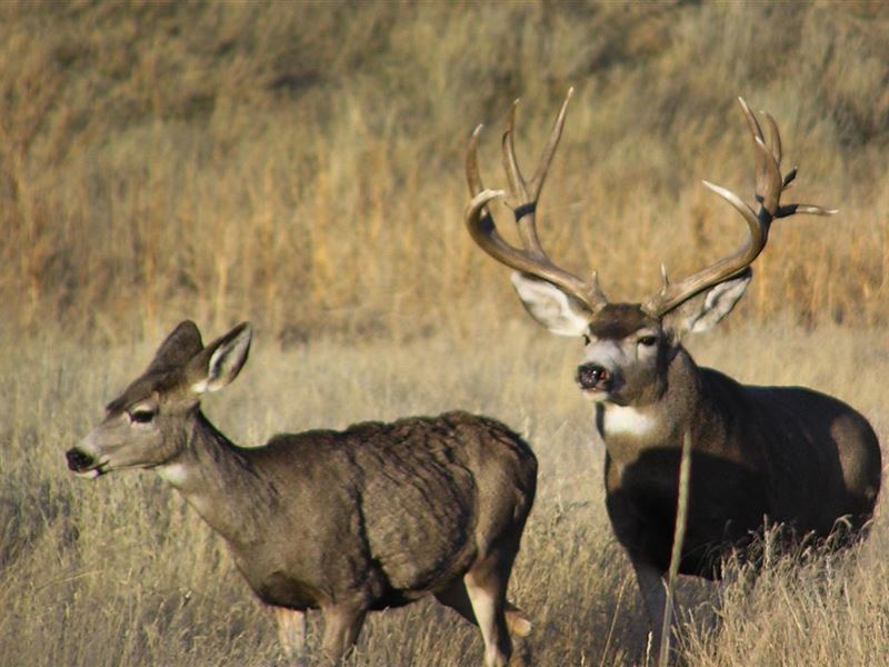 Amerada Divide Ranch : Casper : Natrona County : Wyoming