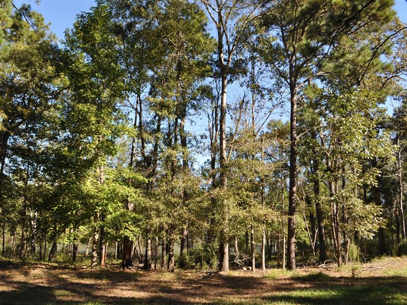 145 Ac Cr 211, Zavalla, Tx : Huntington : Angelina County : Texas