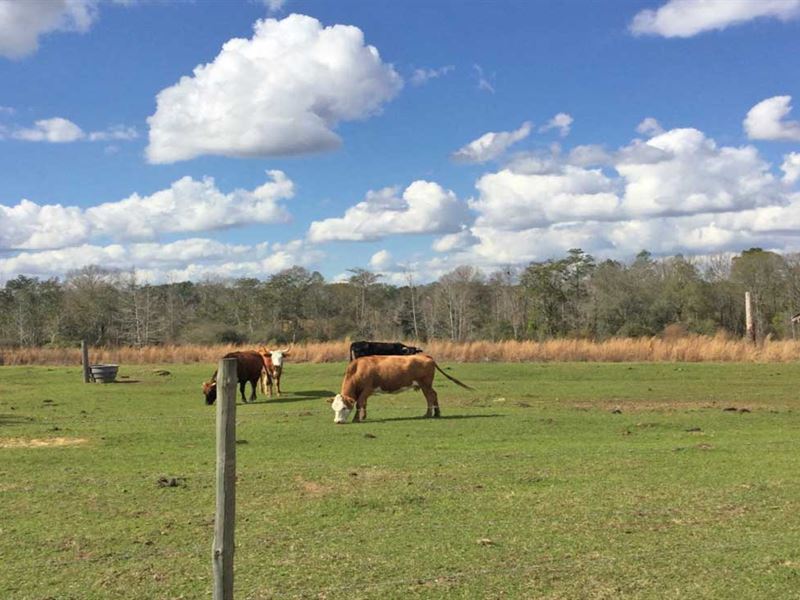 Beall Packing Road 68 Tract : Bonifay : Holmes County : Florida
