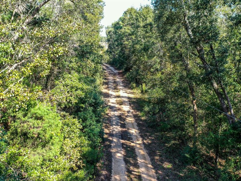 160 Acres of Spectacular Timber Pro : Seminole : Baldwin County : Alabama