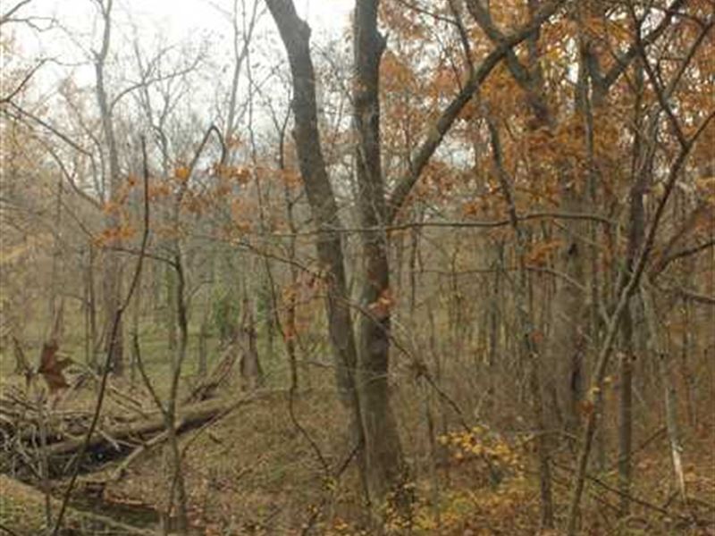 Johnson County - 5 Acre Wooded Lot : Chilhowee : Johnson County : Missouri