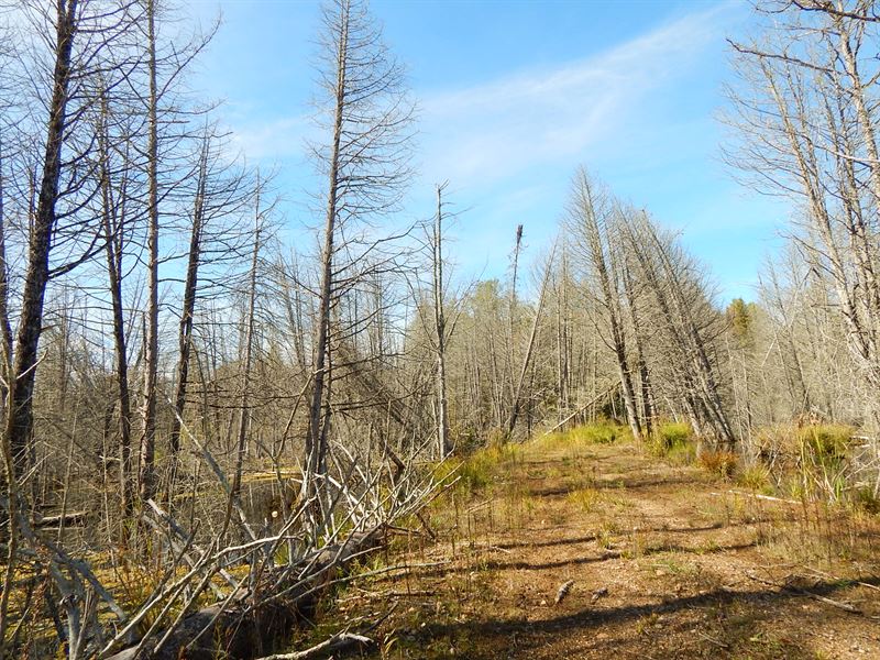 Fantastic Hunting Grounds : Breen : Dickinson County : Michigan