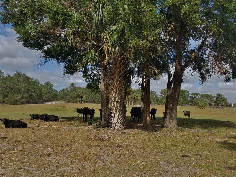 44.33 Acres Of Residential Dev : Haines City : Polk County : Florida