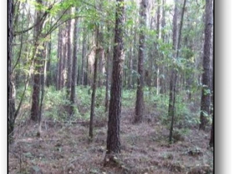 20 Acres in Webster County : Walthall : Webster County : Mississippi