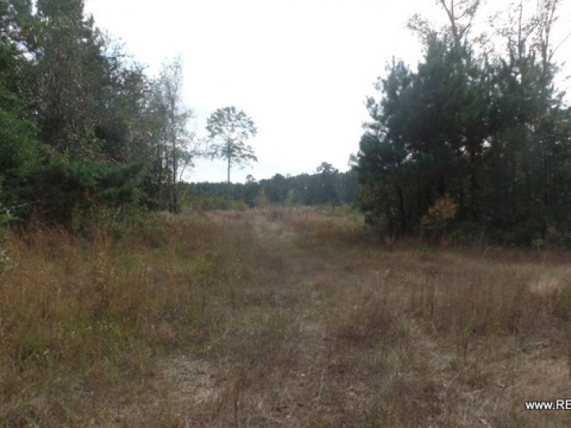 60.3 Ac, Wooded Tract for Home Sit : Kirbyville : Jasper County : Texas