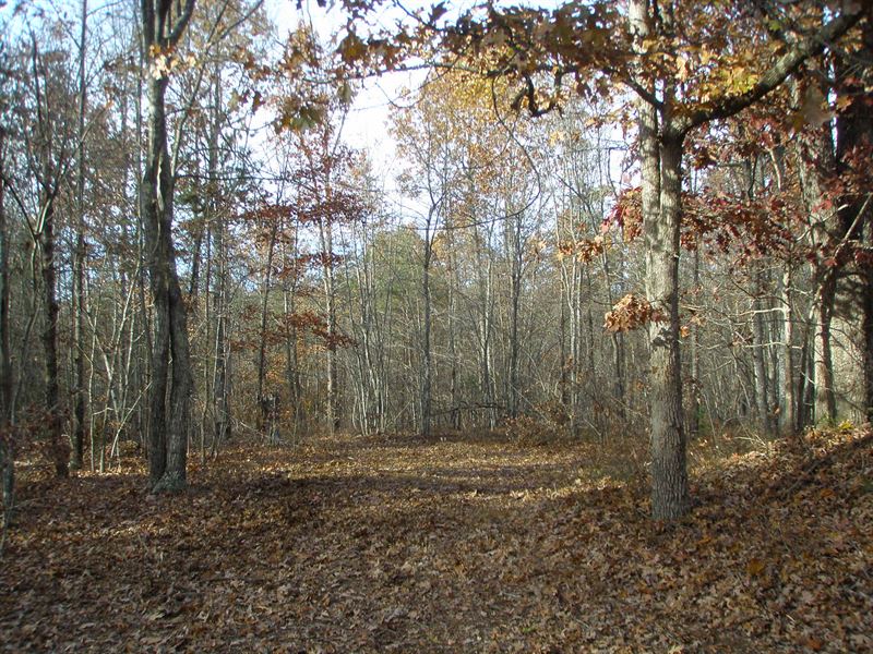Woodlands Full Of Wildlife : Howardsville : Buckingham County : Virginia