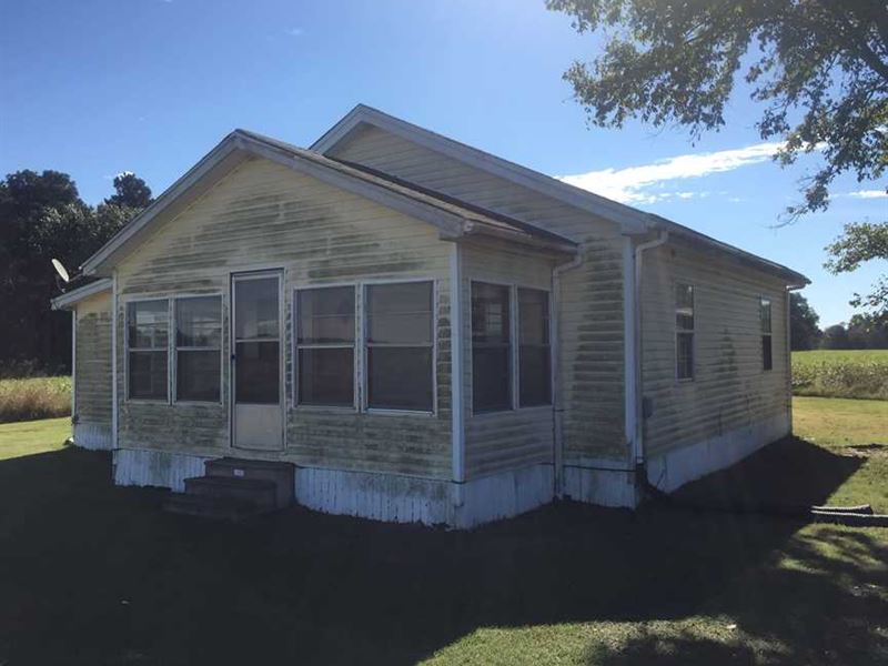 Another Price Reduction Duck : Holly Grove : Monroe County : Arkansas