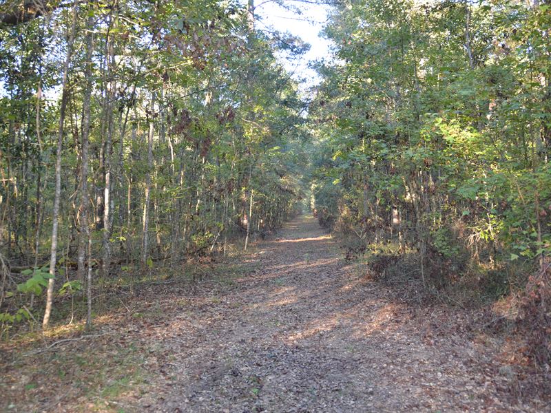 Great Hunting Close To Tallahassee : Lloyd : Jefferson County : Florida