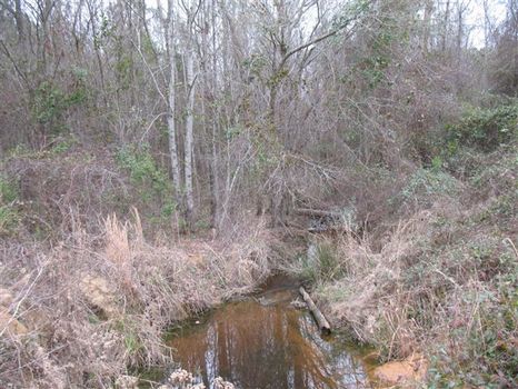 Wheeler Co. Tract : Alamo : Wheeler County : Georgia