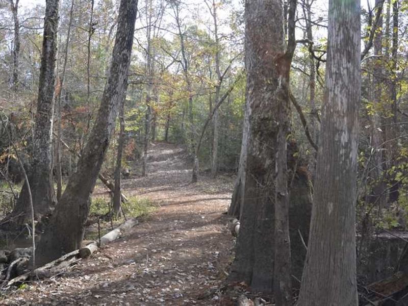 433.78 Acres of Beautiful Mature Land for Sale in Buna, Jasper County