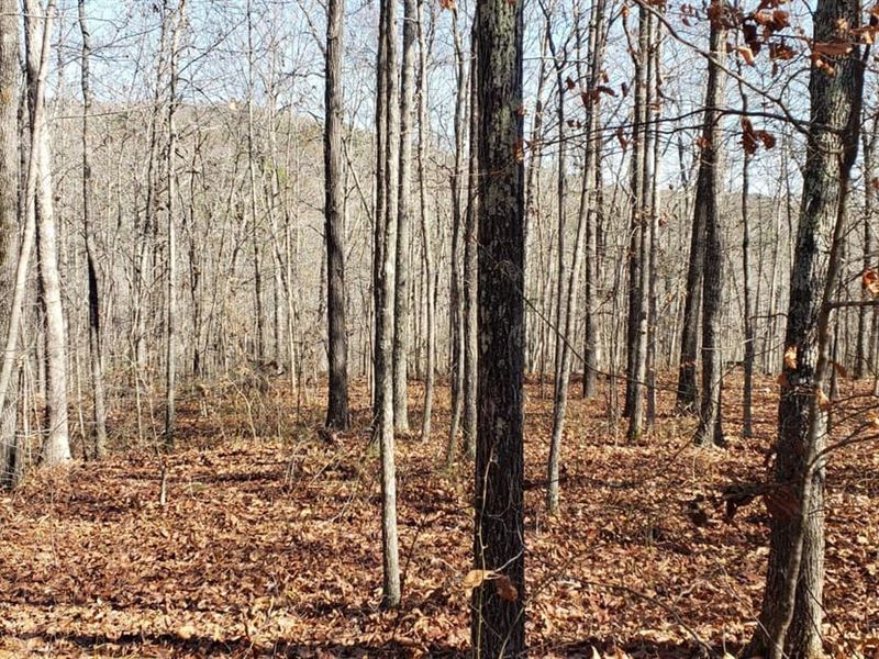 65 Acres in Van Buren County, Arkan : Dennard : Van Buren County : Arkansas