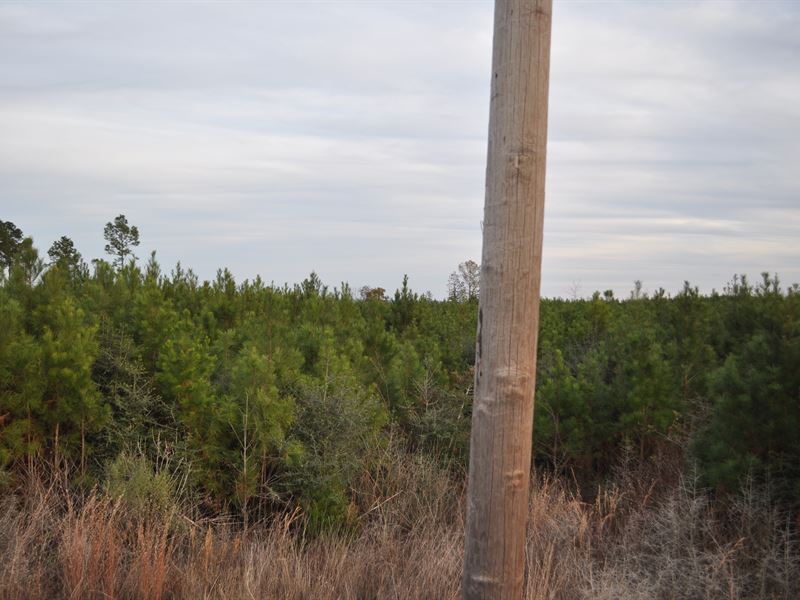 53 Ac Tyler County TX : Colmesneil : Tyler County : Texas