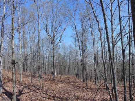+/-91 Acres w/ 1 Mile Road Frontage : Woodland : Talbot County : Georgia