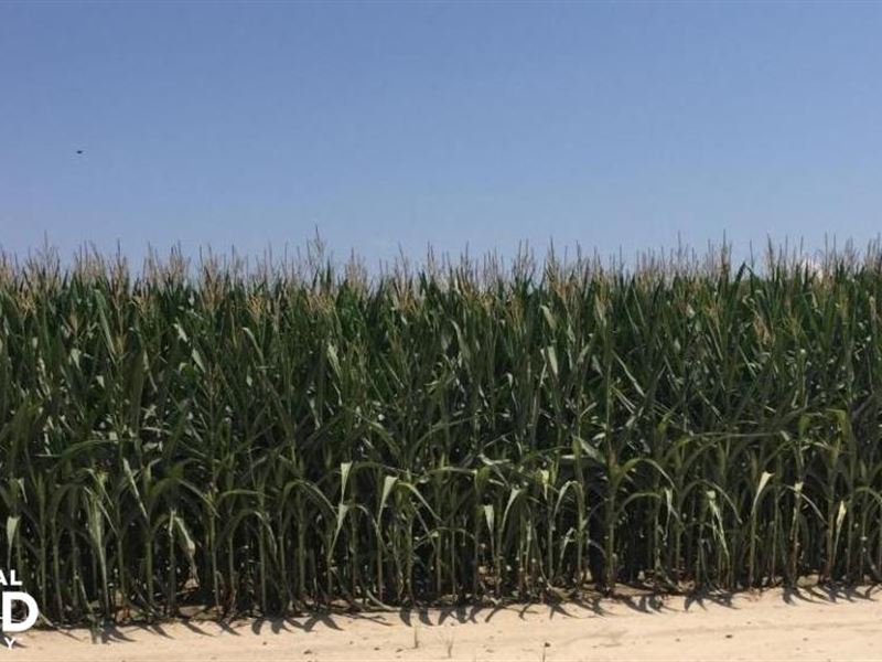 748 Acres Row Crop Farm At Aucti : West Point : White County : Arkansas
