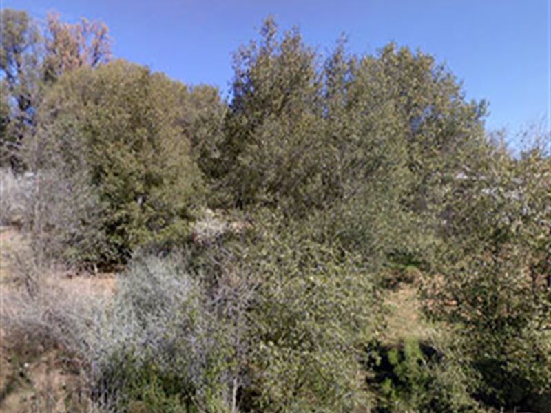 Lot Near Pine Mountain Lake : Groveland : Tuolumne County : California