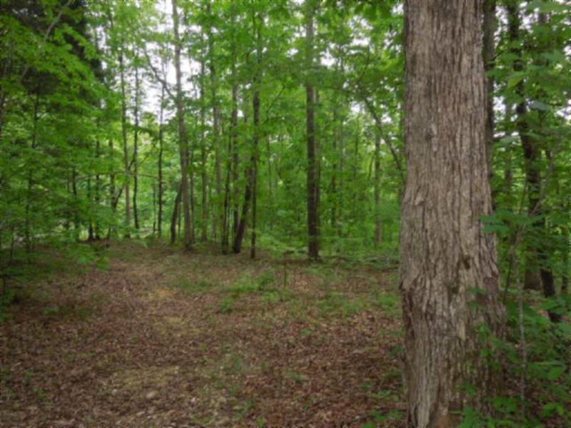156.13 Ac Totally Wooded,Ideal Hunt : Celina : Clay County : Tennessee