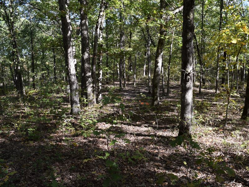 160 Acres - Hunting and Rec Land : Stover : Morgan County : Missouri