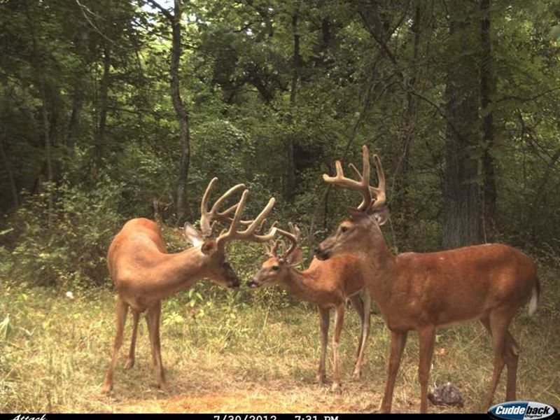 Income Producing Hunting Property : Butler : Bates County : Missouri