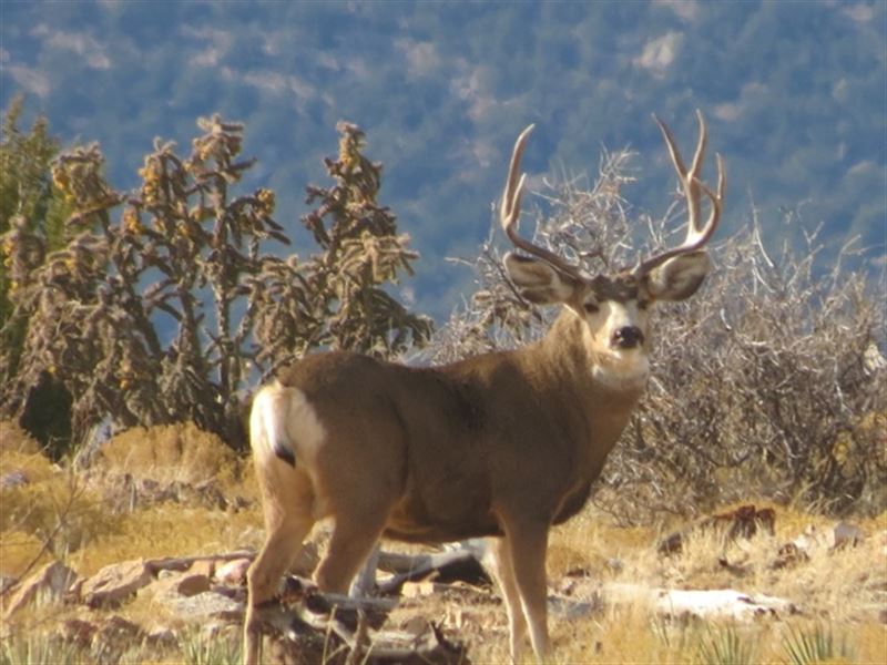 Hidden Valley Ranch : Kim : Las Animas County : Colorado