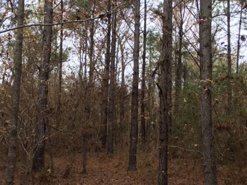 Timber Tract With Prime Farm Soils : Bastrop : Morehouse Parish : Louisiana