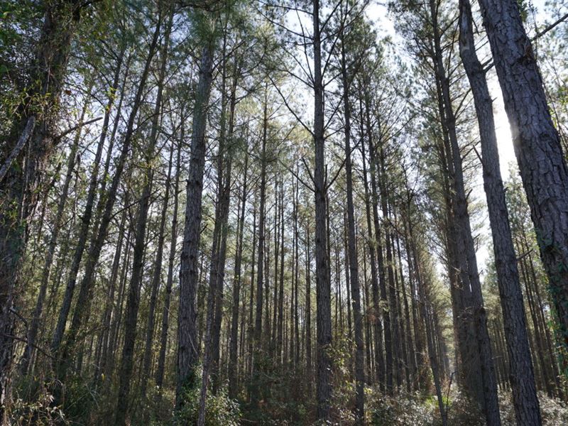 Sansavilla Timber Deed : Jesup : Wayne County : Georgia