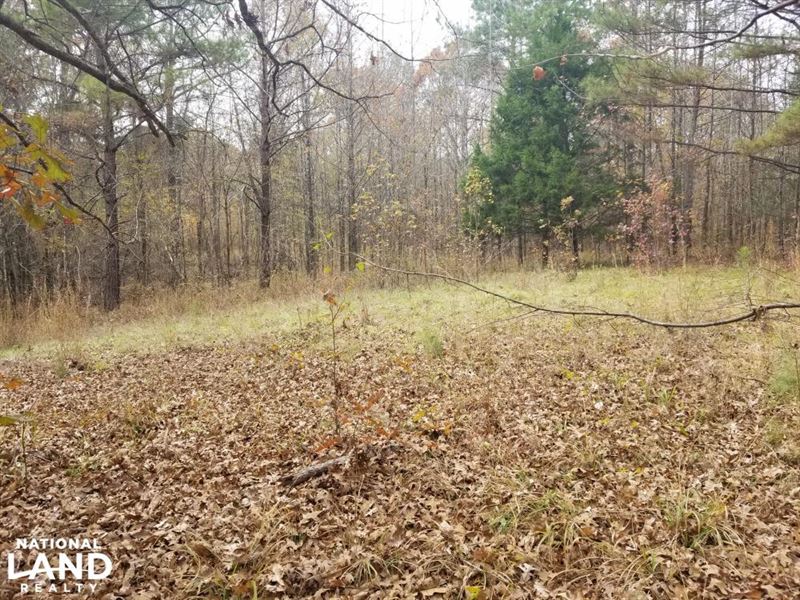 78 Acre Holmes County Hardwood Hunt : Lexington : Holmes County : Mississippi