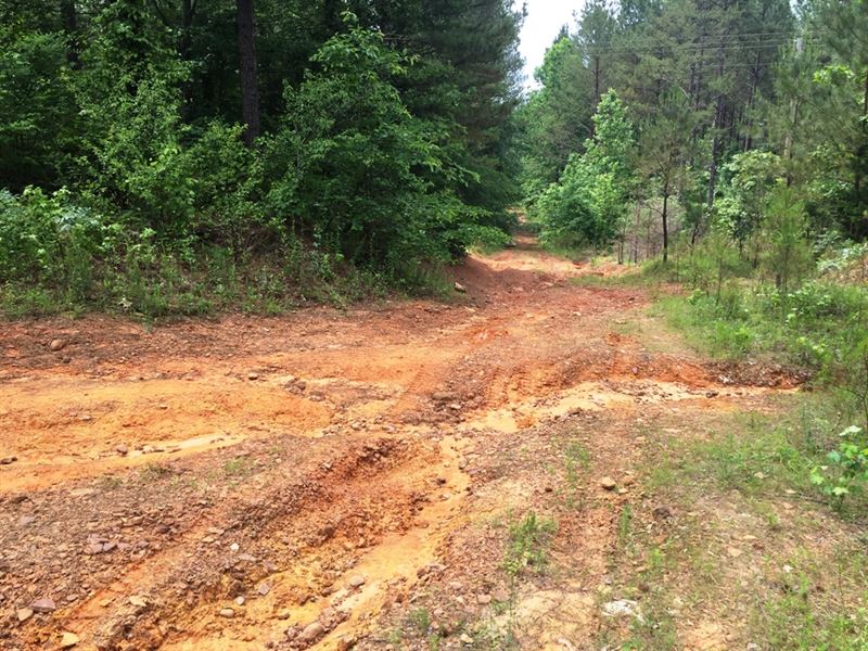 Old Stage Road Tract, Tract 1593 : Bethel Springs : McNairy County : Tennessee