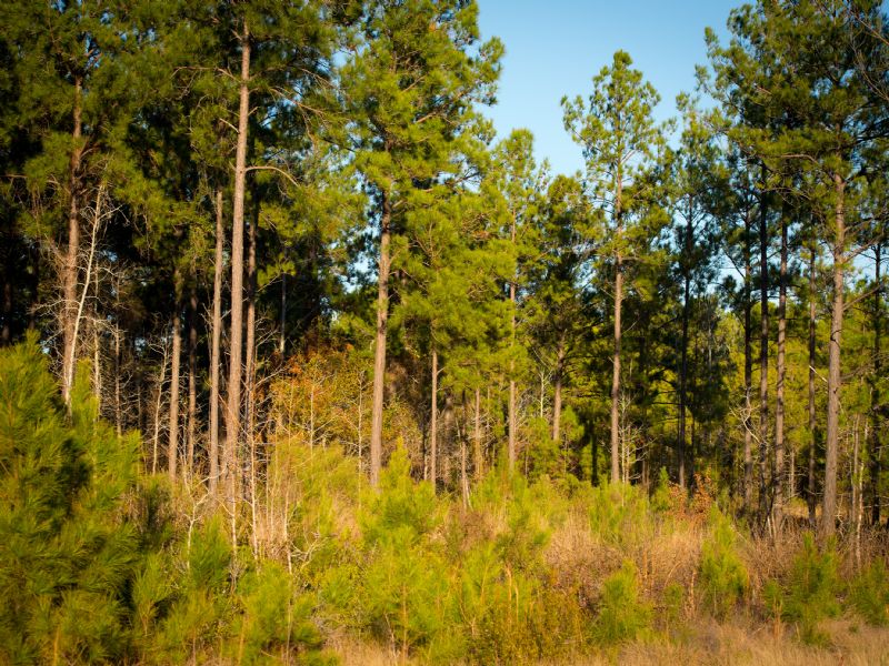 Operation Whitetail : Pineland : Sabine County : Texas