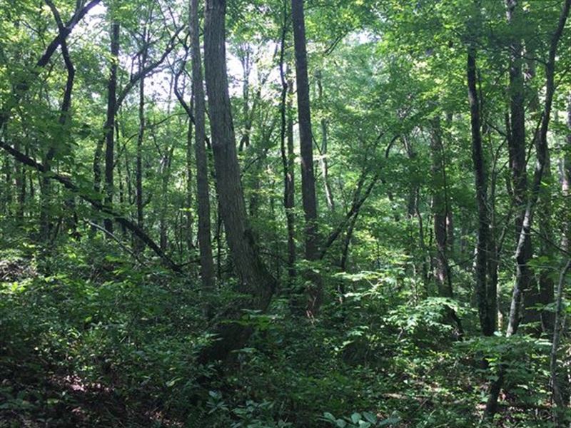 5.81+/- Acres Ellijay Georgia : Talking Rock : Gilmer County : Georgia