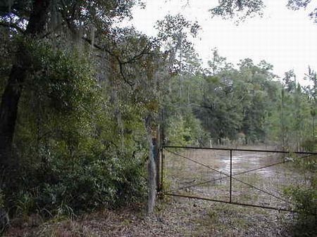 40.11 Oaks & Planted Pines cl-044 : Hawthorne : Alachua County : Florida