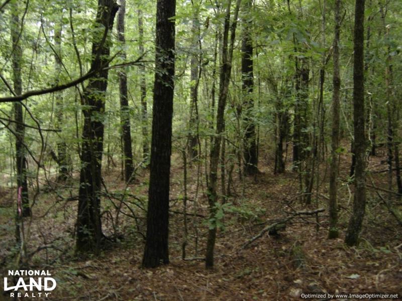 20 Acres Hunting & Timber Tract Nea : Winona : Carroll County : Mississippi