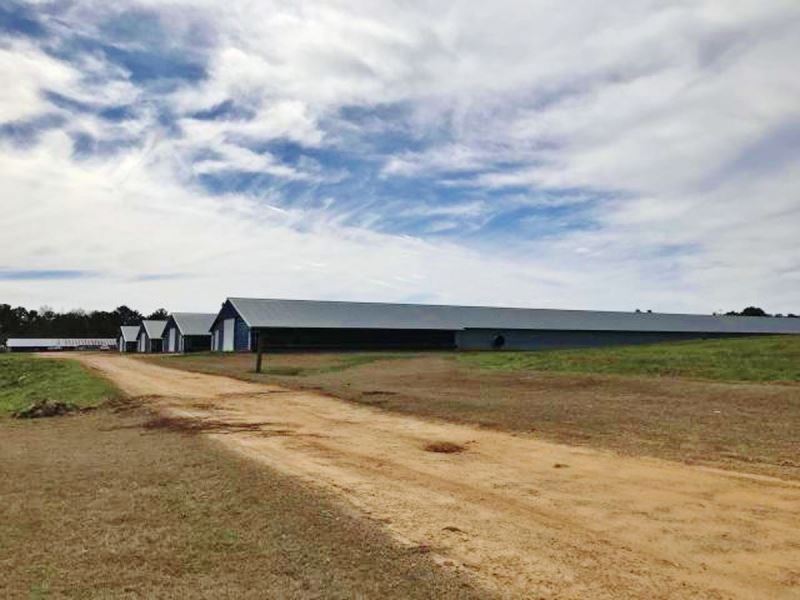 4 Broiler Houses for Sale, Mount Ol : Mount Olive : Covington County : Mississippi