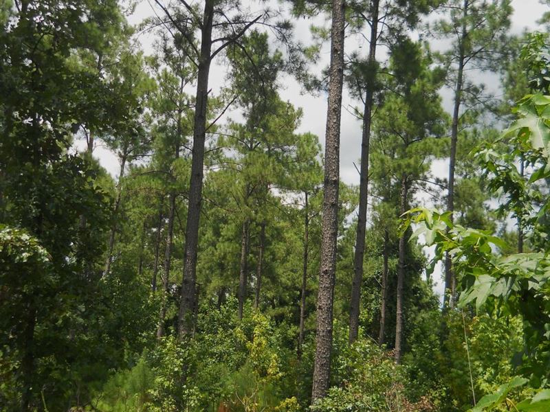60 Acres in Cascilla Ms : Cascilla : Tallahatchie County : Mississippi
