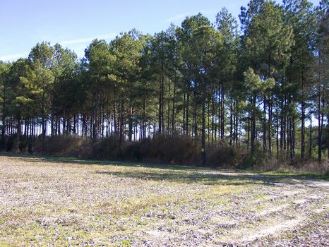 101 acre Watson Rd Tract : Hawkinsville : Pulaski County : Georgia