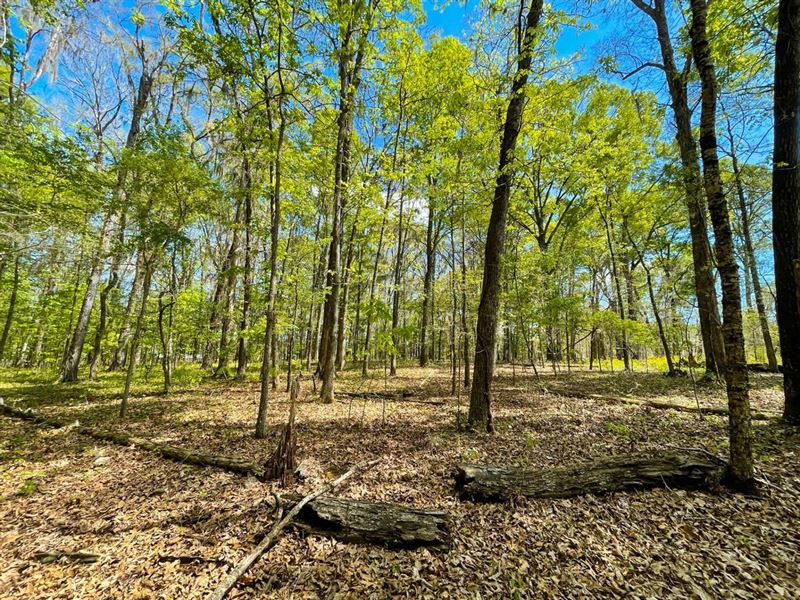 5 Acre Dream Homesite in Pike Road : Pike Road : Montgomery County : Alabama