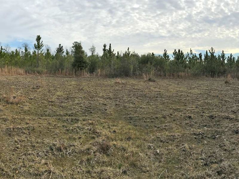 Smith Tract : Perdido : Baldwin County : Alabama