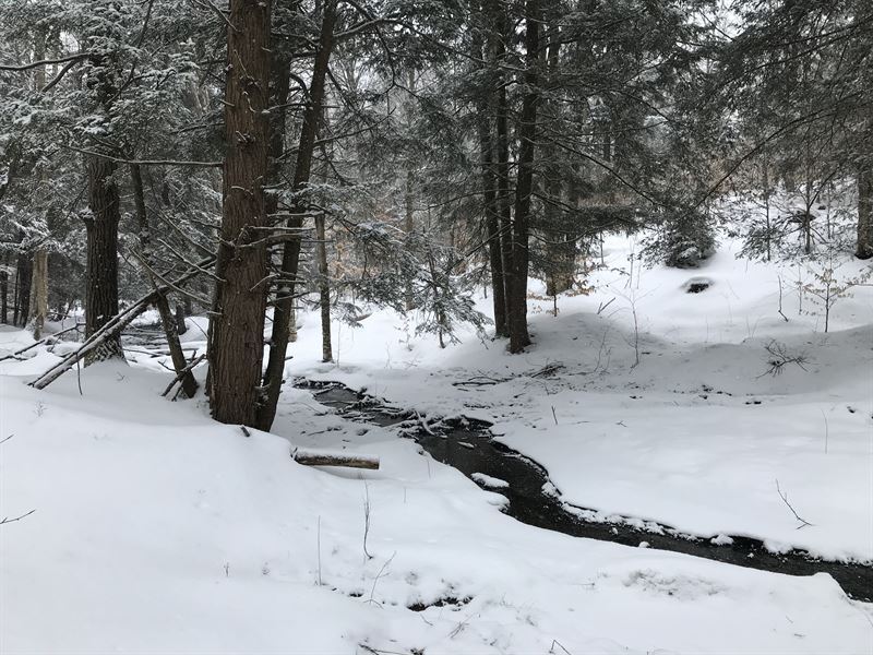 Close To 46 State Forest : Annsville : Oneida County : New York