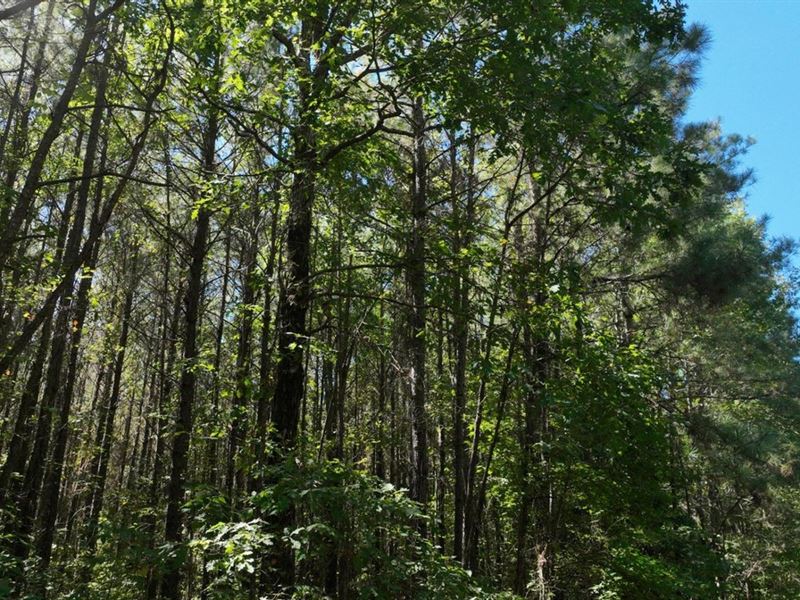 Anderson Place of Claiborne Parish : Summerfield : Claiborne Parish : Louisiana