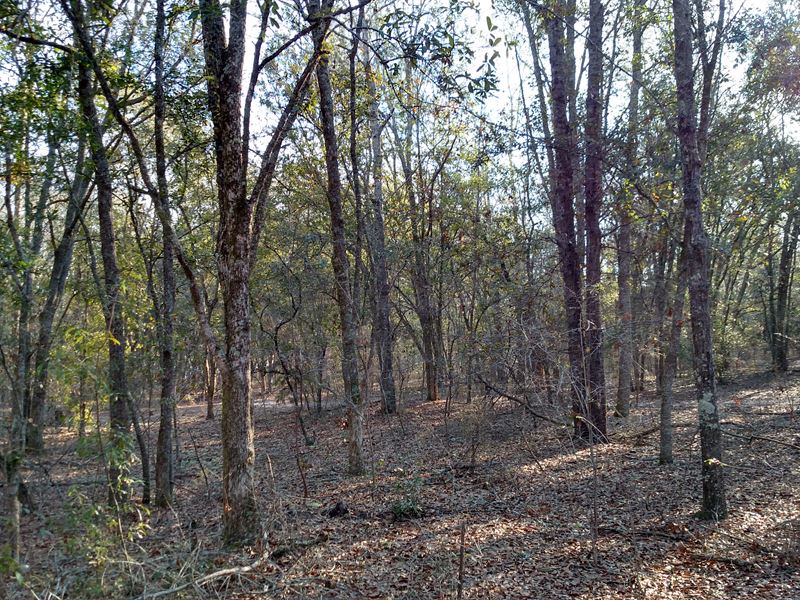 Nice 77 Acre Wooded Property : Camilla : Mitchell County : Georgia