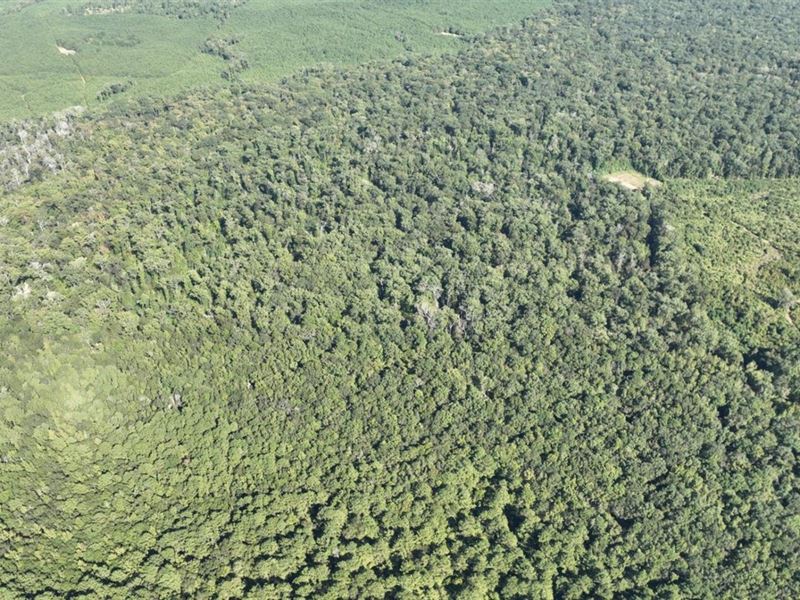 The Bottom of Claiborne Parish, 80 : Weldon : Claiborne Parish : Louisiana