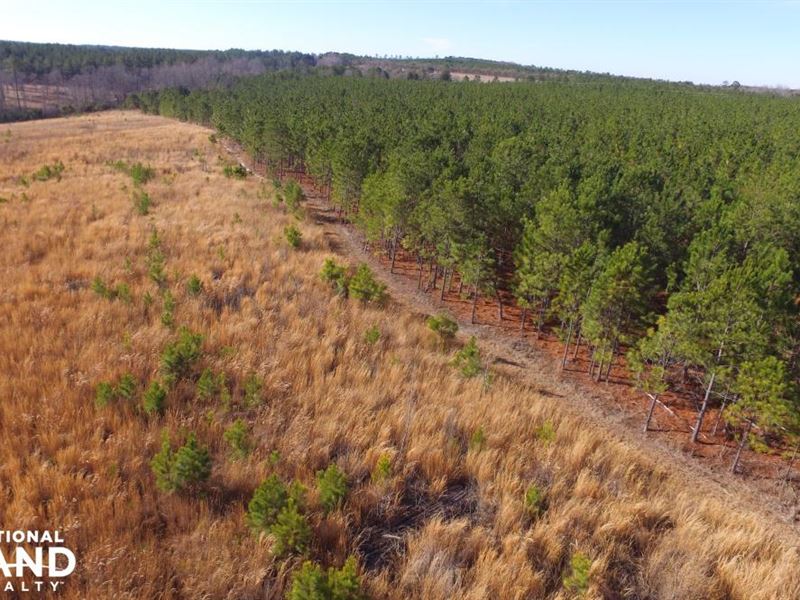National Forest Longleaf Investment : Patrick : Chesterfield County : South Carolina